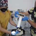 Konak'ta yenilik: Kedilerde diş çekimi – SAĞLIK