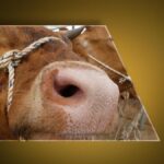 Ankara'dan sonra Bolu! Deli dana paniği… Deli dana hastalığı nedir ve nasıl bulaşır? Deli dana hastalığının belirtileri nelerdir? Kişiden kişiye bulaşabilir mi?