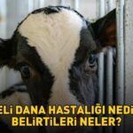 Deli dana hastalığı nedir ve belirtileri nelerdir? Deli dana hastalığı nasıl bulaşır? Ankara'nın ardından Bolu da ortaya çıktı!