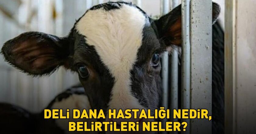 Deli dana hastalığı nedir ve belirtileri nelerdir? Deli dana hastalığı nasıl bulaşır? Ankara'nın ardından Bolu da ortaya çıktı!