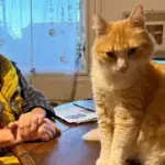 Rahatsızlık veren kediye evde kalma cezası!